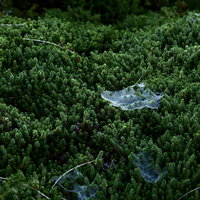 白山の朝露をたっぷり含んだ蜘蛛の巣と朝日の写真