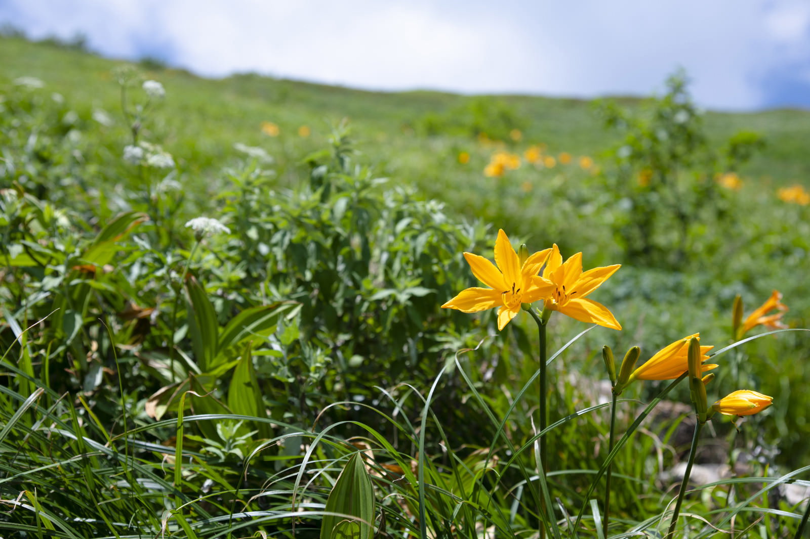 白山の草原に咲くオレンジ色のニッコウキスゲの花