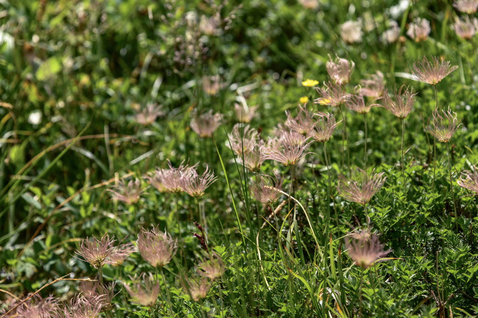 白山に自生するチングルマの花後の姿、綿毛状の種子と緑の葉が写っている