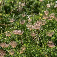花が散ったチングルマ達の綿毛状の種子（白山）の写真