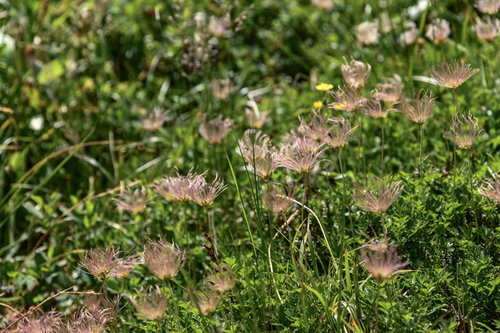 花が散ったチングルマ達の綿毛状の種子（白山）