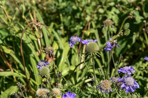 白山の高山帯に群生する花が散った後のタカネマツムシソウ