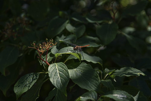 葉の上で羽を休めるトンボ（白山）
