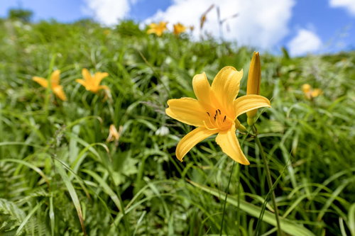 青空に元気よく咲くニッコウキスゲ（白山）