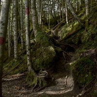 マーキングが施された樹林帯（鳳凰三山）の写真