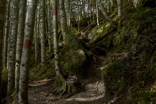 マーキングが施された樹林帯（鳳凰三山）