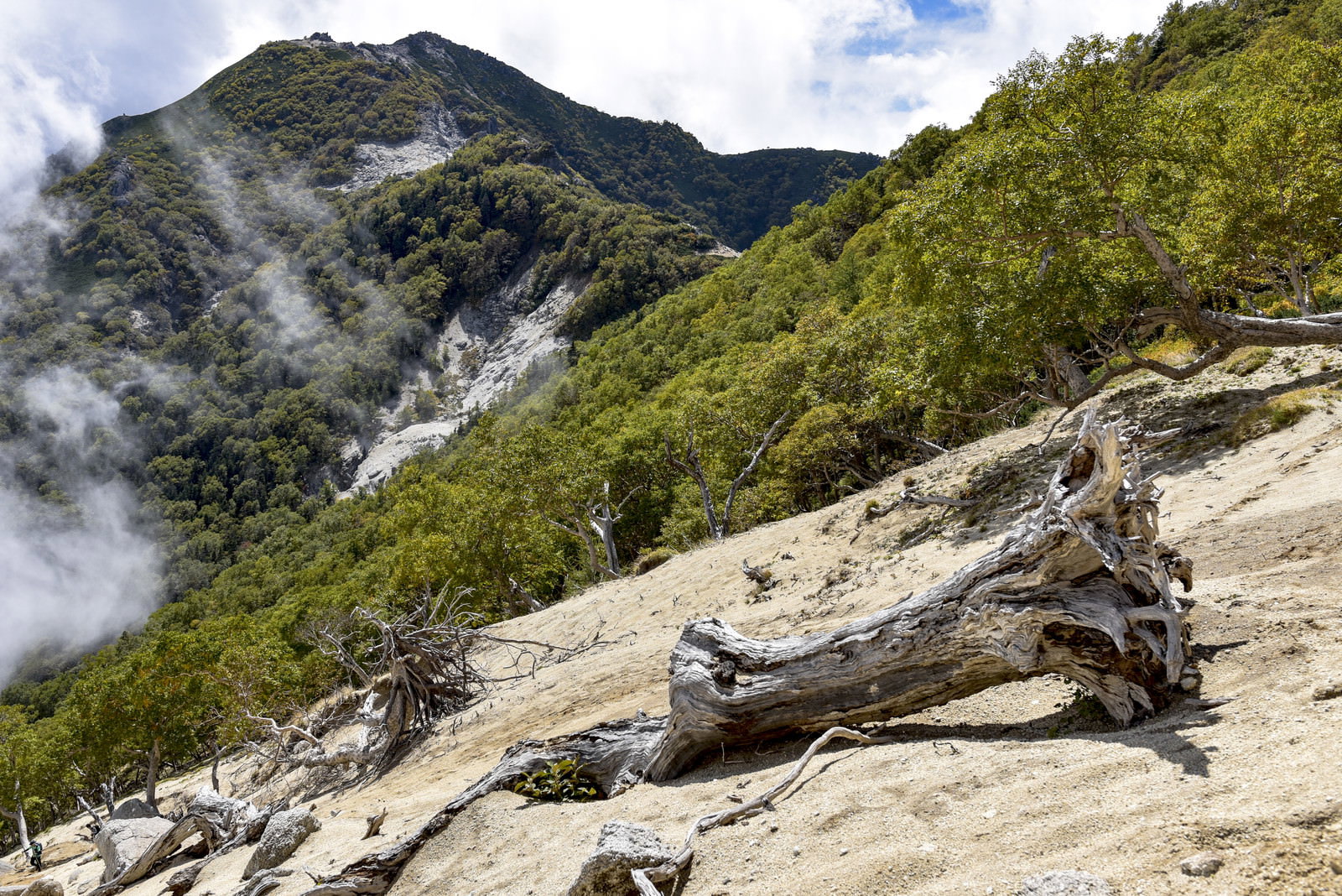 雲がかかる山々を背景に、朽ちた倒木が横たわる鳳凰山の稜線