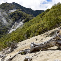 朽ちた倒木が横たわる鳳凰山の稜線（100名山・鳳凰三山）の写真