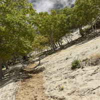 鳳凰三山の白い砂地が広がる稜線と緑の樹木の写真