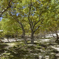 砂浜のような白い砂地に木々が生える鳳凰山の山岳風景の写真