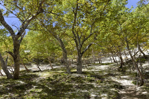 砂浜のような白い砂地に木々が生える鳳凰山の山岳風景