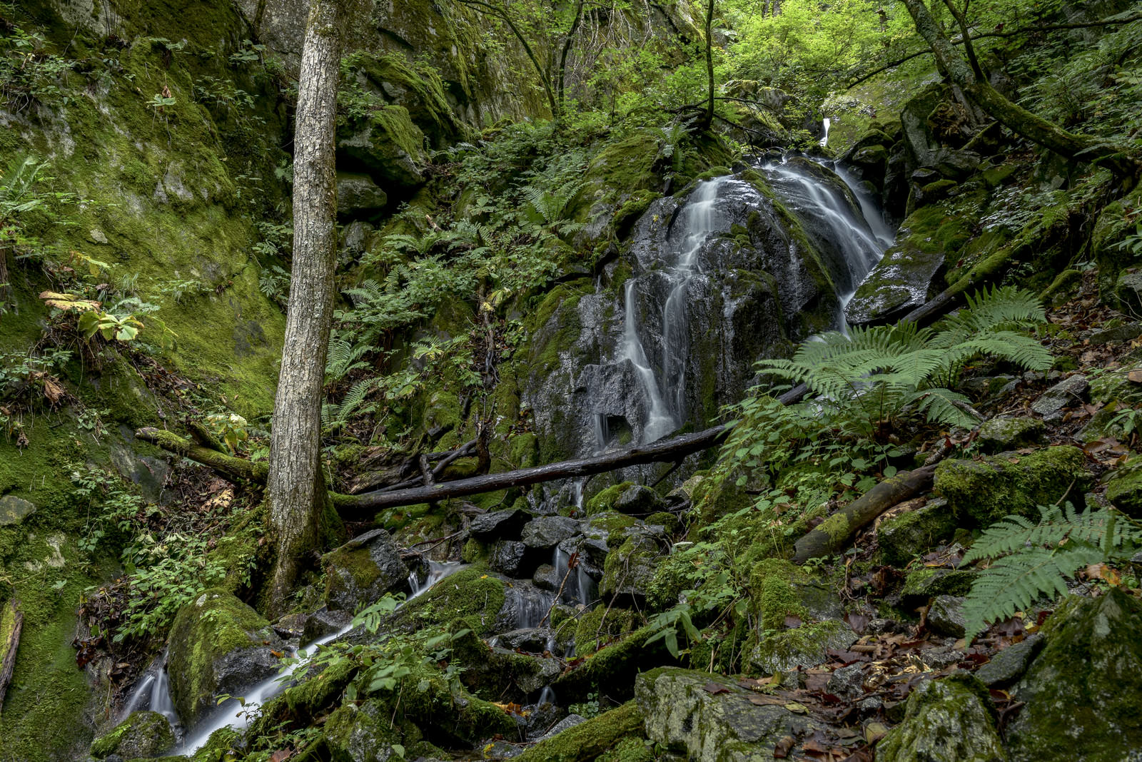 鳳凰山登山道の森林の中を流れる渓流と苔むした岩や緑の木々