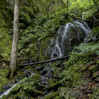 鳳凰三山の鳳凰山登山道中に流れる渓流と森林風景の写真