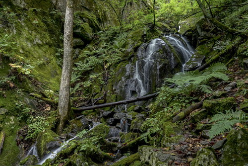 鳳凰三山の鳳凰山登山道中に流れる渓流と森林風景