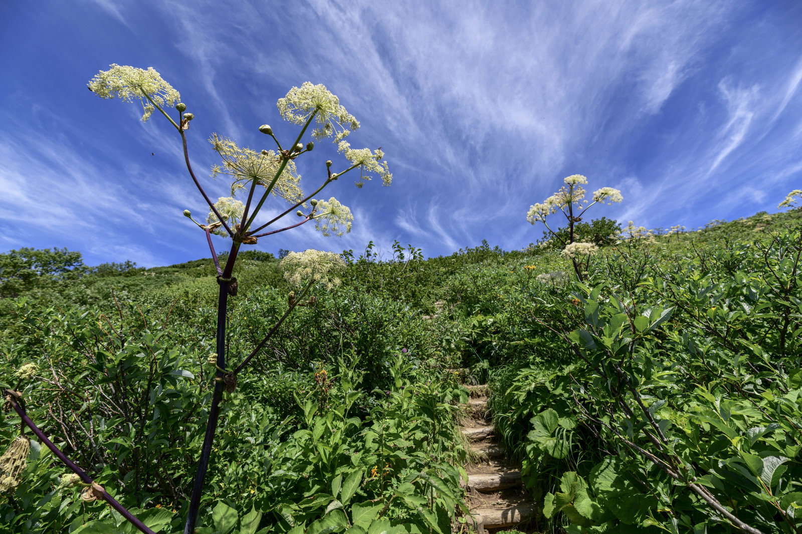 火打山の登山道に咲くシシウドと青空が広がる山頂方面の景色