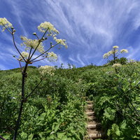 シシウド咲く火打山の登山道と山頂方面の景色の写真