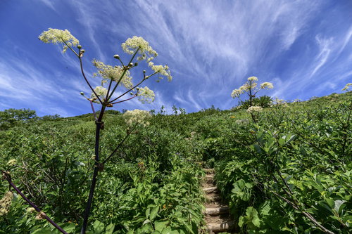シシウド咲く火打山の登山道と山頂方面の景色