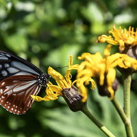 火打山のマルバダケブキにとまるアサギマダラの写真