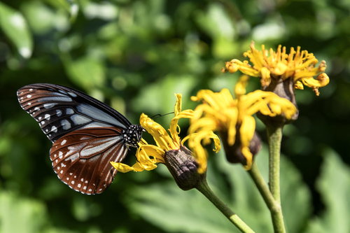 火打山のマルバダケブキにとまるアサギマダラ