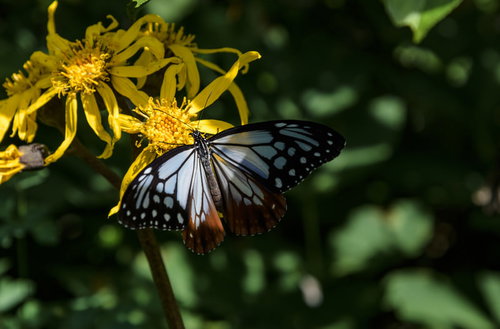 火打山のマルバダケブキで蜜を吸うアサギマダラ