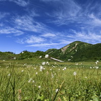 火打山の天狗の庭に咲くワタスゲ群生と高山湿原の風景の写真