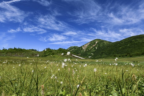 火打山の天狗の庭に咲くワタスゲ群生と高山湿原の風景