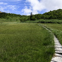 火打山の天狗の庭に張り巡らされた木道と湿原の写真