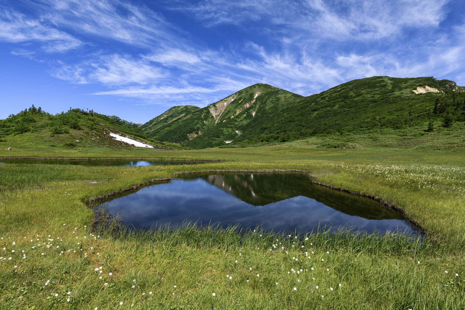 天狗の庭の湿原に咲くワタスゲと青い池塘、背景に火打山が見える風景