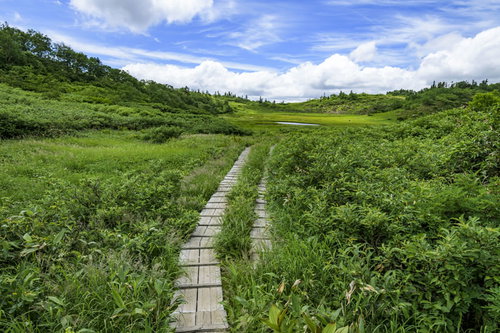 火打山の天狗の庭を走る木道と緑の湿原、広がる青空