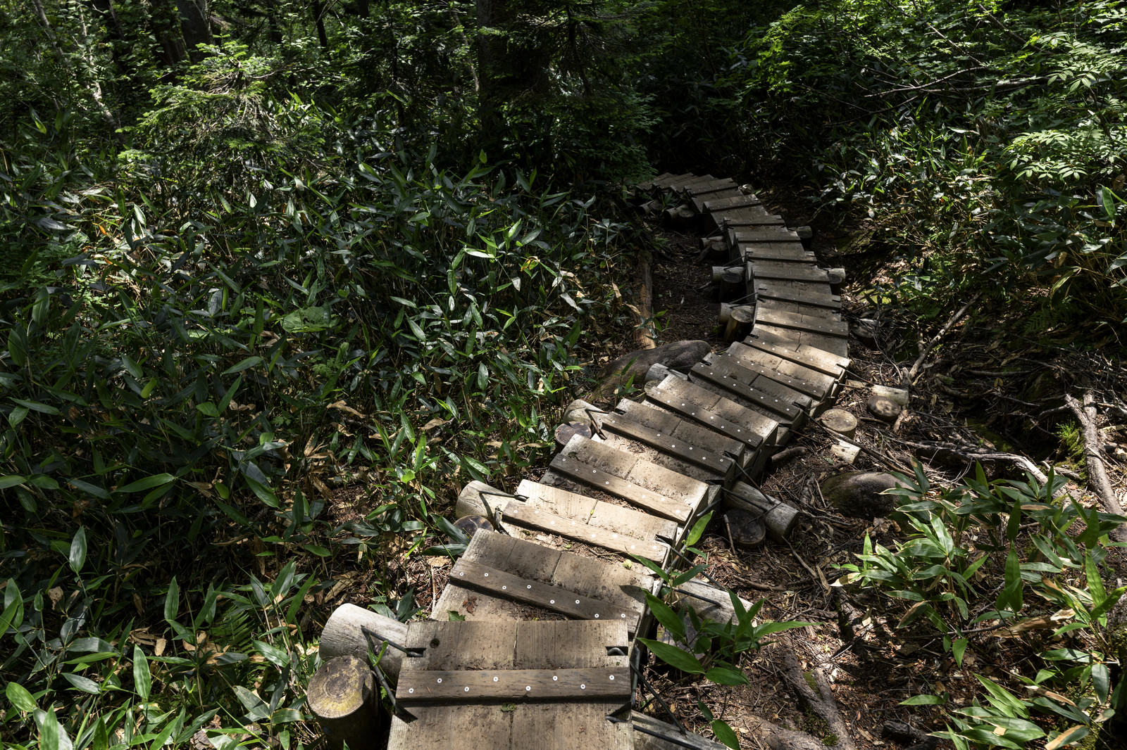 火打山の森林の中を曲がりくねって伸びる木製の登山道