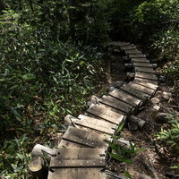 火打山の森林を蛇行する曲がりくねった木道の写真