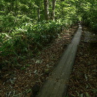 樹林帯へと伸びてゆく木道（火打山・日本百名山）の写真