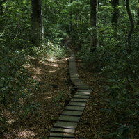 緑豊かな樹林帯を走る木道（火打山・日本百名山）の写真