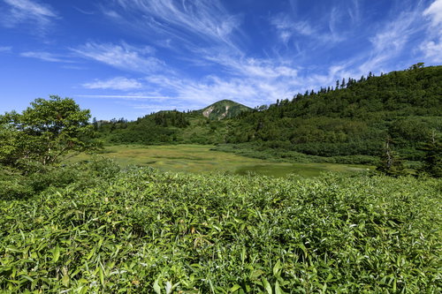 青空に白い雲が浮かぶ、湿原が広がる火打山中腹の景色