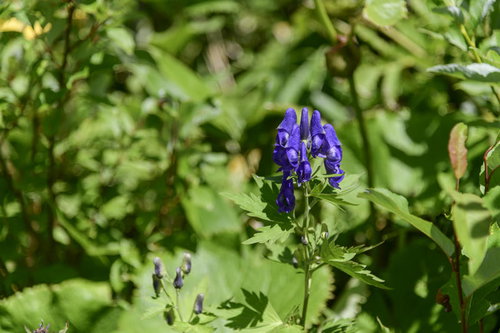 日本百名山の火打山に咲く青紫色のトリカブト