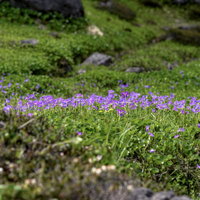 日本百名山・火打山に咲くハクサンコザクラの群生の写真