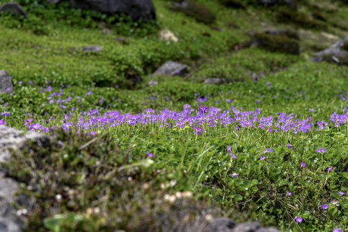 日本百名山・火打山に咲くハクサンコザクラの群生
