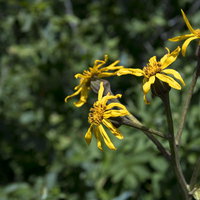 日本百名山・火打山に咲く黄色いマルバダケブキの写真
