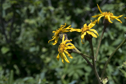 日本百名山・火打山に咲く黄色いマルバダケブキ