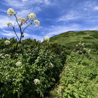 火打山山頂方面に咲くシシウド（白い花）セリ科の多年草の写真