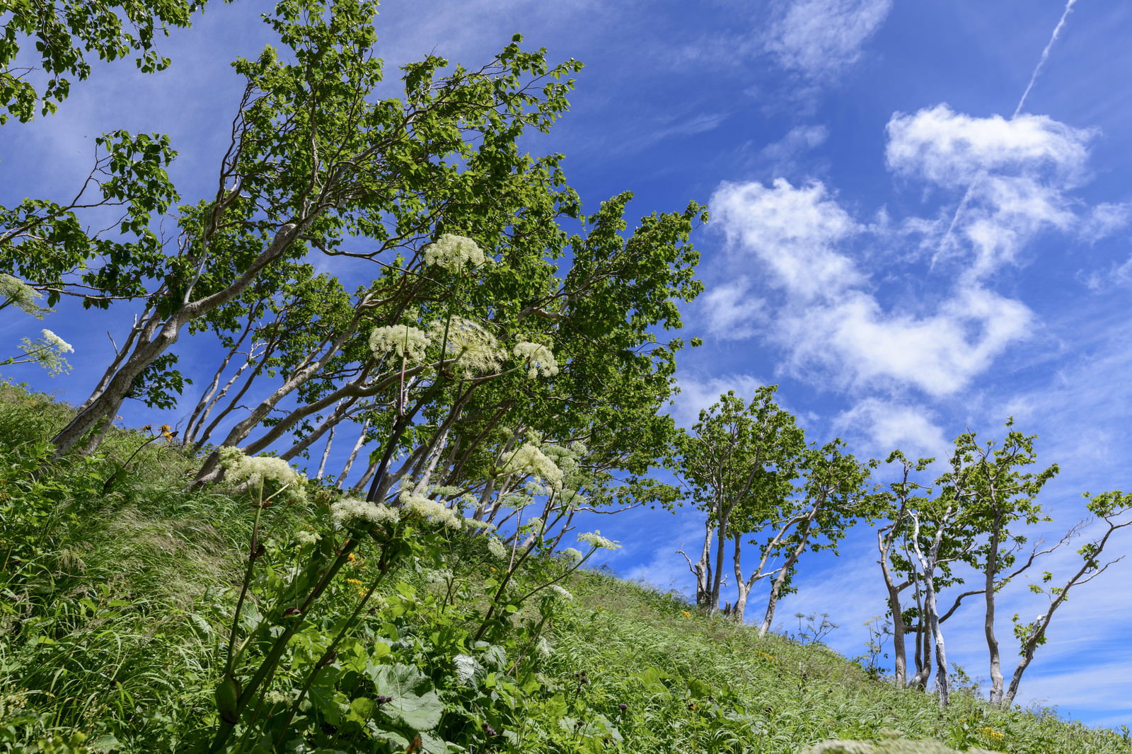 火打山の登山道沿いに咲く白い花のシシウド（セリ科の山野草）