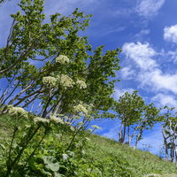 日本百名山・火打山の登山道に咲くシシウドの写真