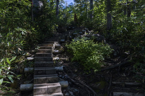 新潟県笹ヶ峰から火打山へと続く木道と新緑の登山道