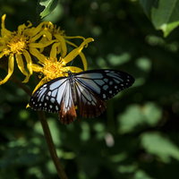 火打山で撮影したアサギマダラ、黄色い花で蜜を吸う蝶の写真