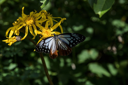 火打山で撮影したアサギマダラ、黄色い花で蜜を吸う蝶