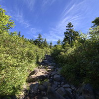 青空が広がる火打山の樹林帯を抜ける登山道の写真