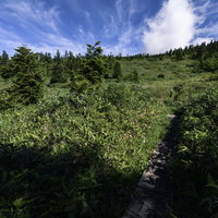 青空と白い雲が広がる火打山の笹原の登山道の写真