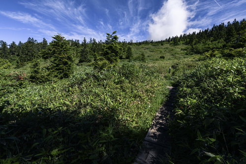 青空と白い雲が広がる火打山の笹原の登山道