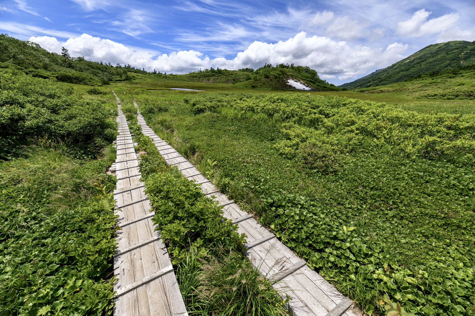 火打山の湿原を横切る木道が青空に向かって伸びる風景