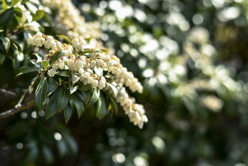 久住山登山道中で満開に咲く馬酔木（アセビ）の白い花